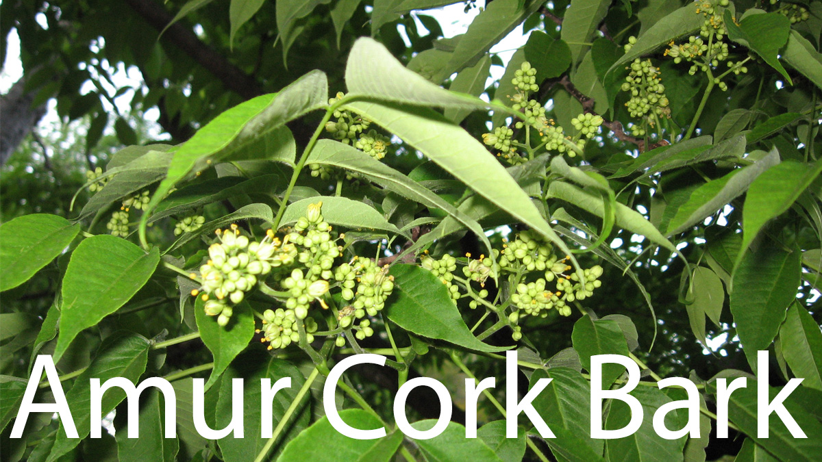 Amur Cork Bark For Weight Loss: How It Work?