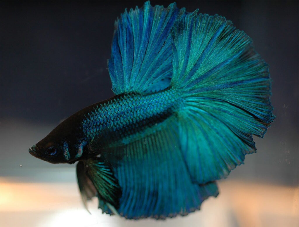 what-does-a-stressed-betta-fish-look-like