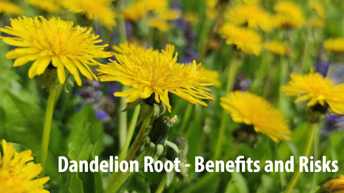 Dandelion Root - Benefits and Risks