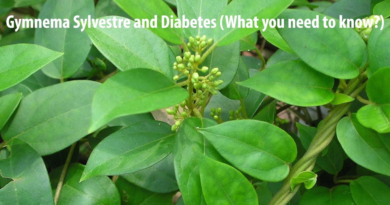 Gymnema Sylvestre and Diabetes What you need to know