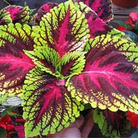 Amiclear Review ingredients coleus