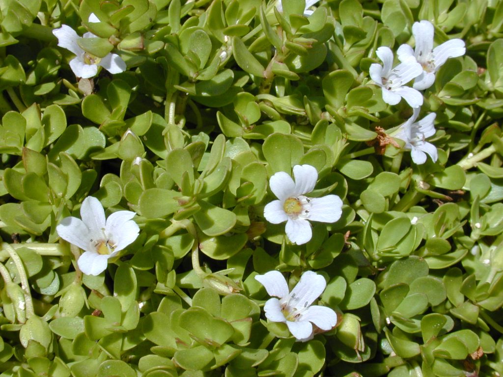 Bacopa Monnieri Extract - Uses Side Effects and More